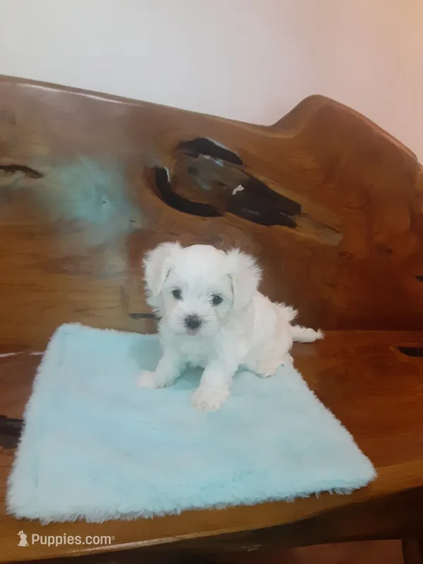 Bentley – Maltese puppy for sale in Welaka, FL