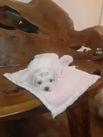 Lacey, a female Maltese for sale in Welaka, FL – 2 of 3