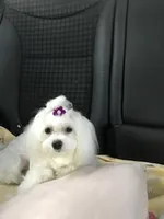 Priscilla, a female Maltese for sale in Welaka, FL – 4 of 5