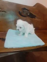 Bentley, a male Maltese for sale in Welaka, FL – 2 of 2