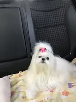 Genesis, a female Maltese for sale in Welaka, FL – 3 of 3