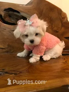 Priscilla – Maltese puppy for sale in Welaka, FL