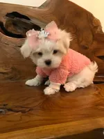 Priscilla, a female Maltese for sale in Welaka, FL – 1 of 5