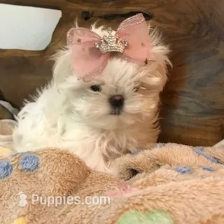Chloe – Maltese puppy for sale in Welaka, FL
