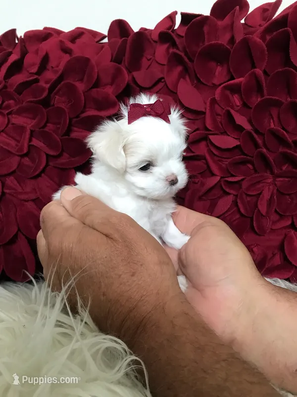 Lacey – Maltese puppy for sale in Welaka, FL