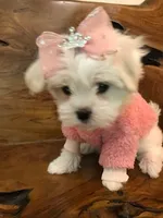 Priscilla, a female Maltese for sale in Welaka, FL – 2 of 5