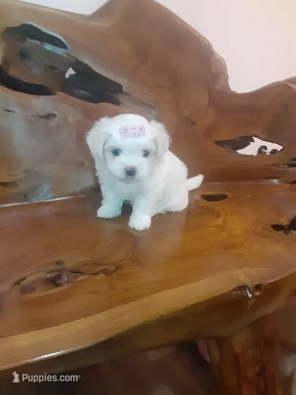 Lacey – Maltese puppy for sale in Welaka, FL
