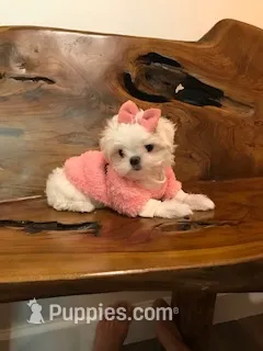 Genevee – Maltese puppy for sale in Welaka, FL