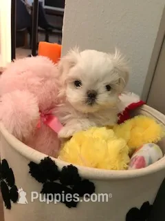 Genesis – Maltese puppy for sale in Welaka, FL