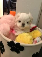 Genesis, a female Maltese for sale in Welaka, FL – 1 of 3