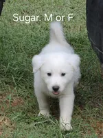 White male, a male Great Pyrenees and Alaskan Husky for sale in Salisbury, NC – 2 of 4