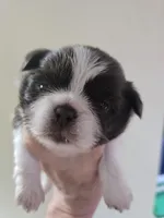 Liver & white male, a male Shih Tzu for sale in Salisbury, NC – 5 of 9
