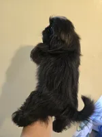 Black W/ white markings male , a male Shih Tzu for sale in Salisbury, NC – 6 of 10