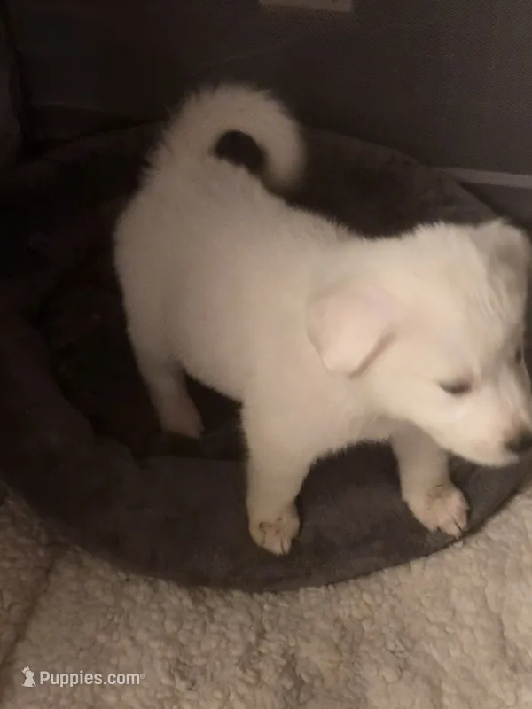 White female  – Great Pyrenees, Siberian Husky puppy for sale in Salisbury, NC