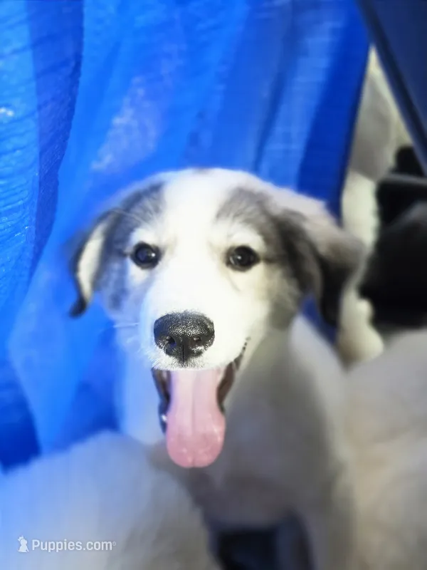 Button head male – Great Pyrenees, Alaskan Husky puppy for sale in Salisbury, NC