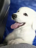 White male, a male Great Pyrenees and Alaskan Husky for sale in Salisbury, NC – 4 of 4