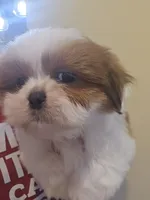 Red & White Female, a female Shih Tzu for sale in Salisbury, NC – 3 of 10