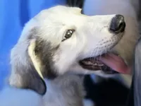 Trouble , a female Great Pyrenees and Siberian Husky for sale in Salisbury, NC – 4 of 4