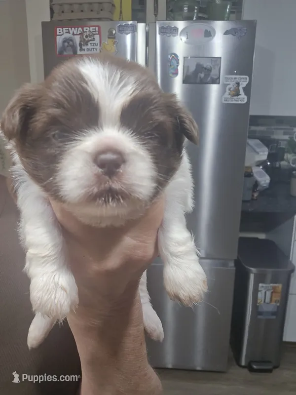 Liver & white male – Shih Tzu puppy for sale in Salisbury, NC