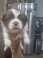 Liver & white male, a male Shih Tzu for sale in Salisbury, NC – 1 of 9