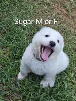 White male, a male Great Pyrenees and Alaskan Husky for sale in Salisbury, NC – 3 of 4