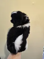 Black & White Male, a male Shih Tzu for sale in Salisbury, NC – 5 of 10