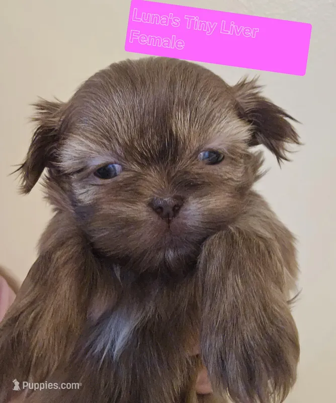 Luna's Tiny Liver Female