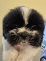 Black & White Male, a male Shih Tzu for sale in Salisbury, NC – 10 of 10