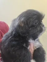 Black W/ white markings male , a male Shih Tzu for sale in Salisbury, NC – 3 of 10