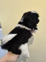 Black & White Male, a male Shih Tzu for sale in Salisbury, NC – 3 of 10