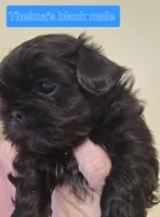 Thelma's Black Male , a male Shih Tzu for sale in Salisbury, NC – Photo 2 of 10