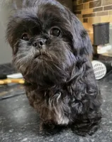 Thelma's Black Male , a male Shih Tzu for sale in Salisbury, NC – 6 of 10