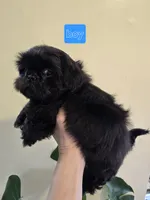 Thelma's Black Male , a male Shih Tzu for sale in Salisbury, NC – Photo 1 of 8