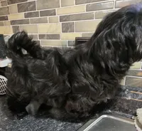 Thelma's Black Male , a male Shih Tzu for sale in Salisbury, NC – 3 of 10