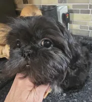 Thelma's Black Male , a male Shih Tzu for sale in Salisbury, NC – 9 of 10