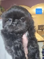 Thelma's Black Male , a male Shih Tzu for sale in Salisbury, NC – Photo 5 of 8