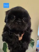 Thelma's Black Male , a male Shih Tzu for sale in Salisbury, NC – Photo 3 of 8