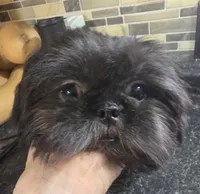 Thelma's Black Male , a male Shih Tzu for sale in Salisbury, NC – 5 of 10