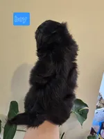 Thelma's Black Male , a male Shih Tzu for sale in Salisbury, NC – Photo 6 of 8