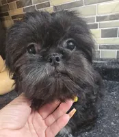 Thelma's Black Male , a male Shih Tzu for sale in Salisbury, NC – 7 of 10