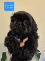 Thelma's Black Male , a male Shih Tzu for sale in Salisbury, NC – Photo 4 of 8