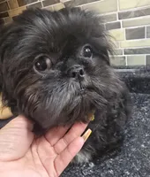 Thelma's Black Male , a male Shih Tzu for sale in Salisbury, NC – 8 of 10