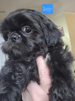 Thelma's Black Male , a male Shih Tzu for sale in Salisbury, NC – Photo 8 of 8