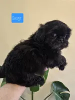 Thelma's Black Male , a male Shih Tzu for sale in Salisbury, NC – Photo 2 of 8