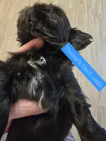 Thelma's Black Male , a male Shih Tzu for sale in Salisbury, NC – Photo 6 of 10