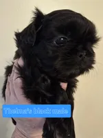 Thelma's Black Male , a male Shih Tzu for sale in Salisbury, NC – Photo 9 of 10