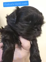 Thelma's Black Male , a male Shih Tzu for sale in Salisbury, NC – Photo 4 of 10