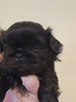 Thelma's Black Male , a male Shih Tzu for sale in Salisbury, NC – Photo 10 of 10