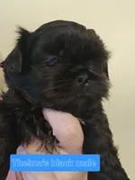 Thelma's Black Male , a male Shih Tzu for sale in Salisbury, NC – Photo 3 of 10