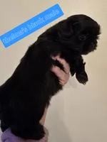 Thelma's Black Male , a male Shih Tzu for sale in Salisbury, NC – Photo 7 of 10